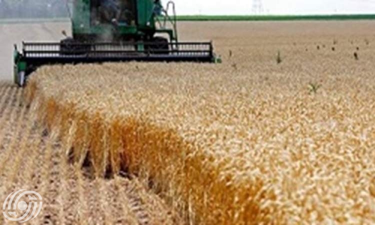 الزراعة الايرانية تتوقع شراء 8 ملايين طن قمحا محليا في 2023