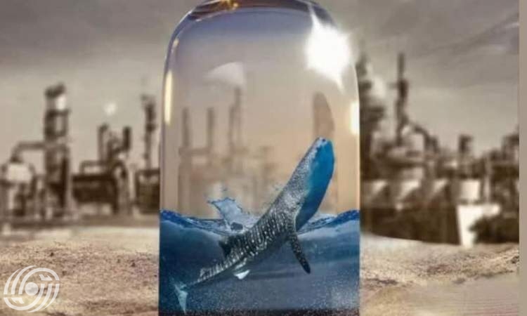 "آخر قرش " يفوز بجائزة خاصة في مهرجان شنغهاي السينمائي