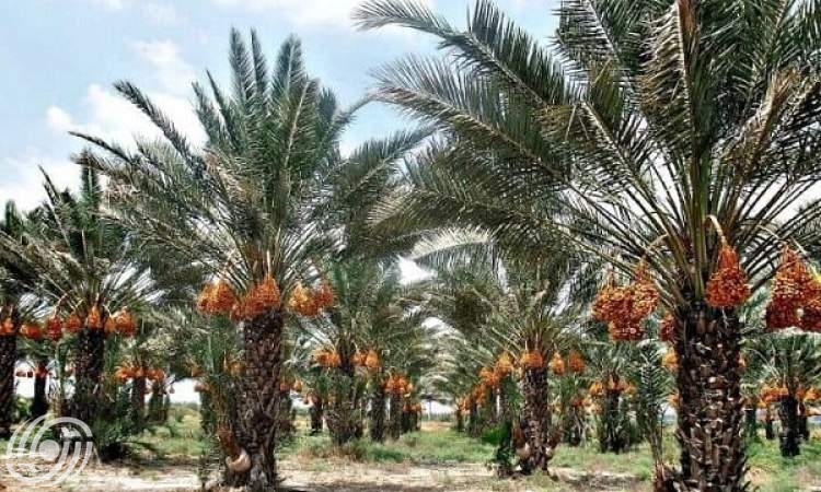 انتاج التمور يصل إلى مليون و300 ألف طن في العام الحالي
