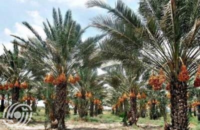 انتاج التمور يصل إلى مليون و300 ألف طن في العام الحالي