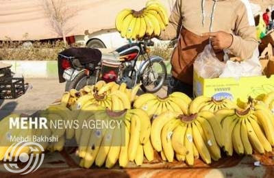نائب وزير الجهاد الزراعي: إنتاج الموز في البلاد وصل إلى نصف الواردات
