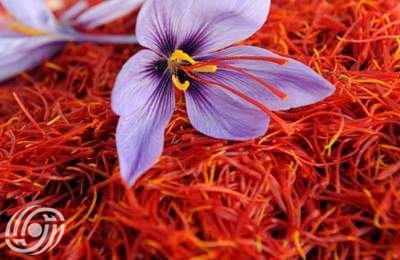 صادرات الزعفران  تنمو بنسبة 73 بالمائة خلال الأشهر الستة الأولى من العام الايراني