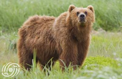 فيديو/ إنقاذ دبٍّ بعمر أربع سنوات من مصيدة سلكية في مازندران  <img src="/images/video_icon.png" width="16" height="16" border="0" align="top">