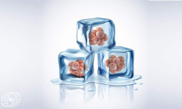 تجميد البويضات: طريقة للحفاظ على خصوبة المرأة تجميد البويضات: طريقة للحفاظ على خصوبة المرأة