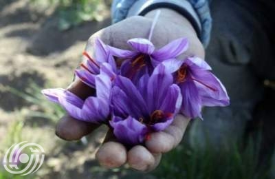 موسم جَني الذهب الأحمر  <img src="/images/picture_icon.png" width="16" height="16" border="0" align="top">