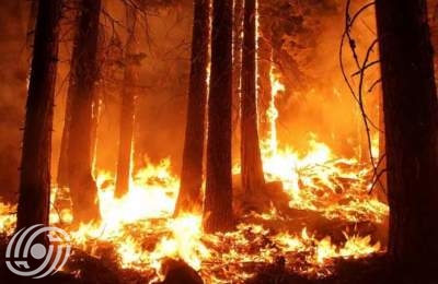 حريق في غابات جولستان + فيديو  