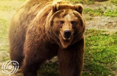 الدب البني في مازندران يستعد للسبات + فيديو  <img src="/images/video_icon.png" width="16" height="16" border="0" align="top">