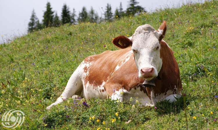 إنتاج أجنة من الماشية الثقيلة في المختبر