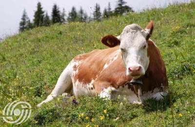 إنتاج أجنة من الماشية الثقيلة في المختبر