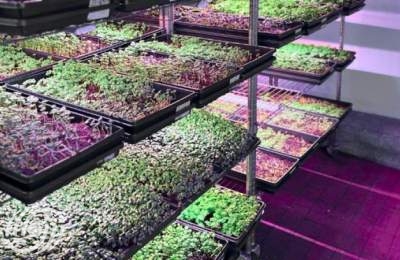 يحتوي على 20 ضعفًا من الفيتامينات وينمو خلال سبعة أيام