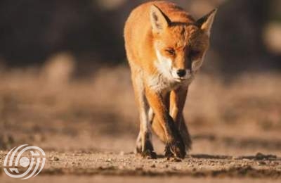 ثعلب يصطاد الفئران في ساحة هفت تير بطهران + فيديو  <img src="/images/video_icon.png" width="16" height="16" border="0" align="top">