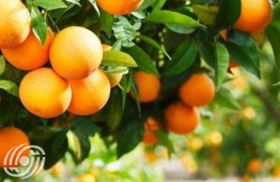 ايران تصدر منتجات الحمضيات الطازجة الى اكثر من 30 دولة في العالم